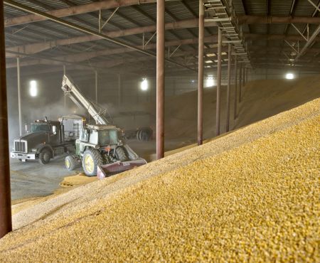 Потери зерна на 25% из-за вредителей: как бороться?
